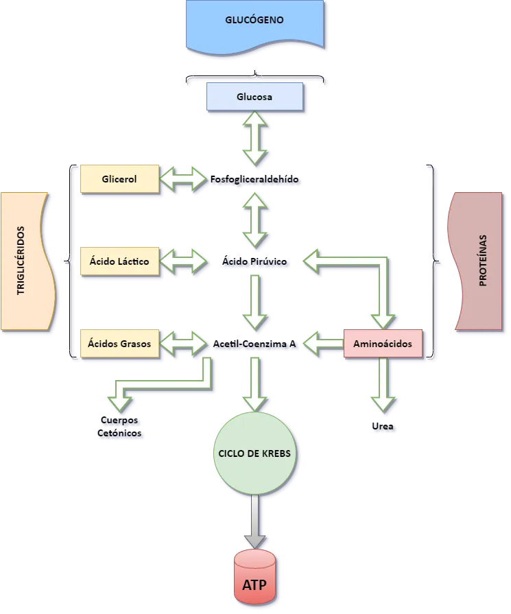 Diagrama del metabolismo de glúcidos, lípidos y proteínas