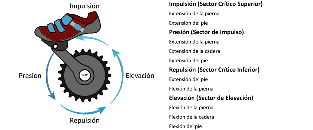 Fases de la pedalada en ciclo indoor