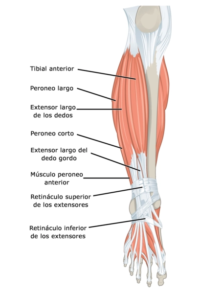 Plano anterior de la musculatura de la pierna