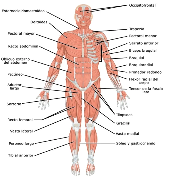 Plano anterior general del sistema muscular