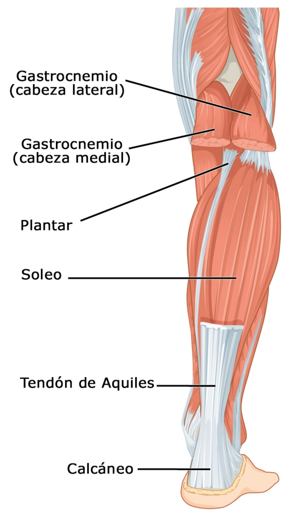 Plano posterior de la musculatura de la pierna