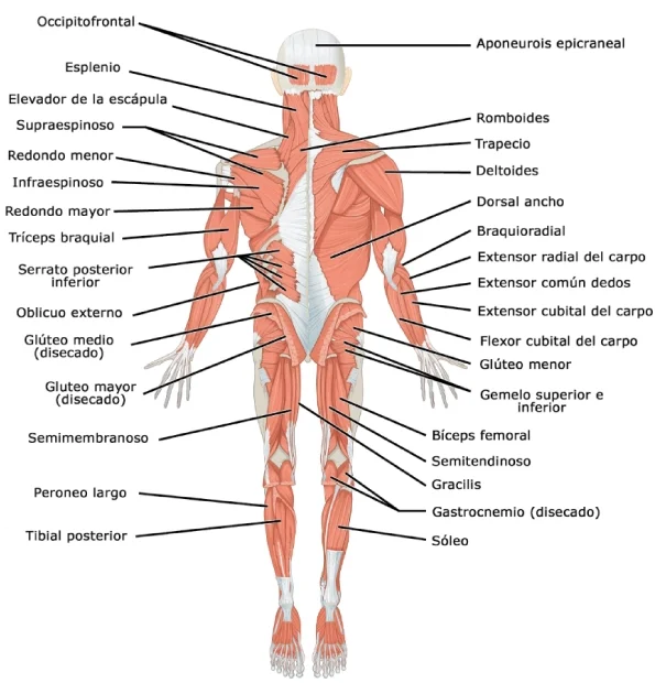 Plano posterior general del sistema muscular