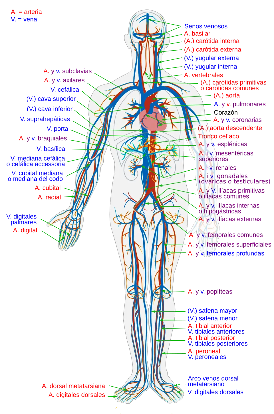 Sistema cardiovascular